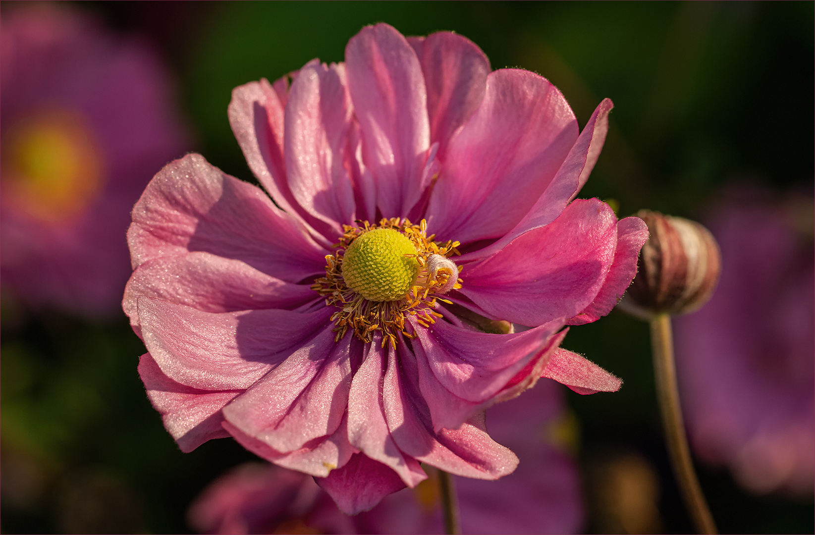 Herbstanemone - Anemone hupehensis....