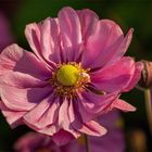 Herbstanemone - Anemone hupehensis....