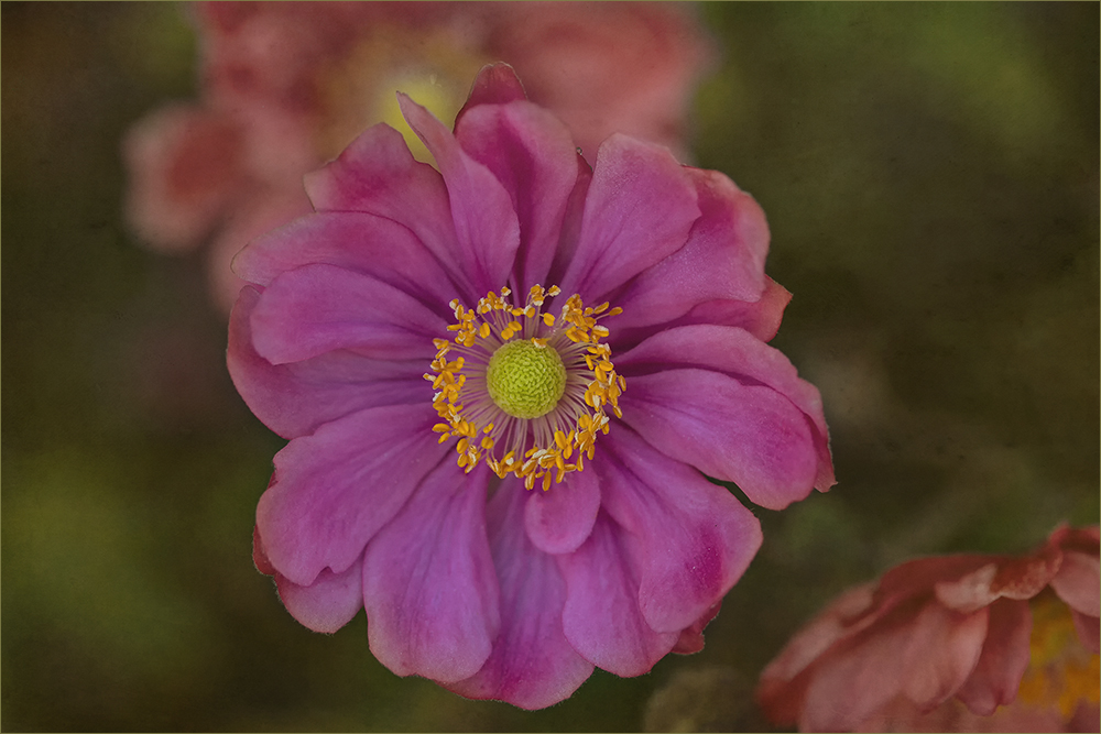 Herbstanemone - Anemone hupehensis