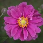 Herbstanemone - Anemone hupehensis...