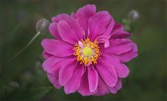 Herbstanemone - Anemone hupehensis...