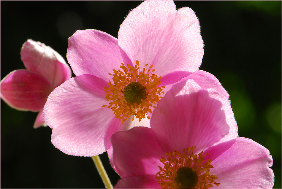 Herbstanemone (Anemone hupehensis)