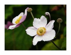 Herbstanemone (Anemone japonica)