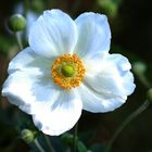 Herbstanemone Anemone japonica 'Honorine Jobert'