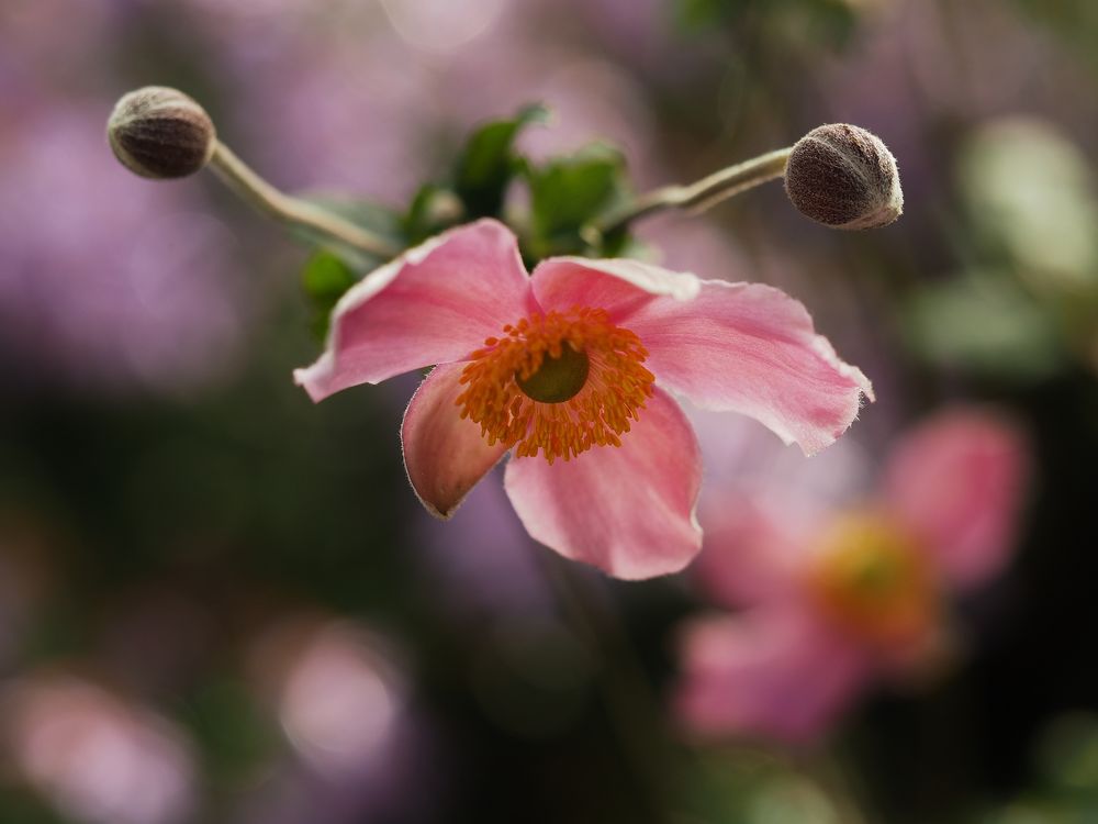 Herbst.Anemone.