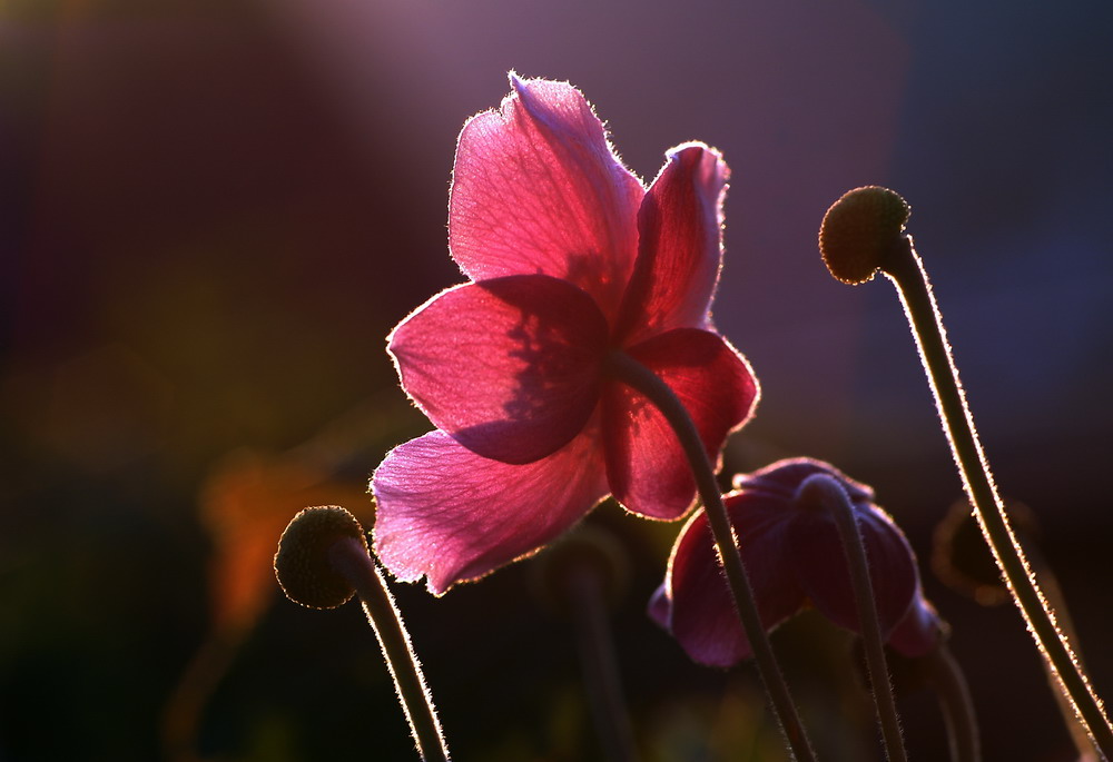 Herbstanemone im Abendlicht