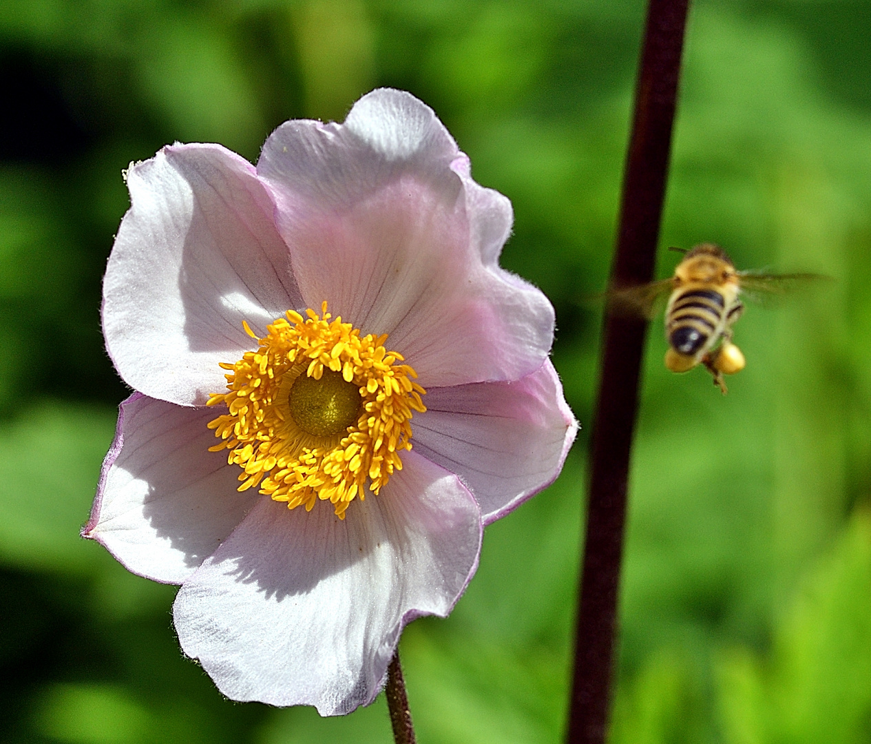 Herbstanemone im Anflug