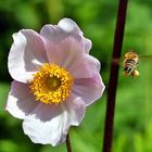 Herbstanemone im Anflug