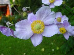 Herbstanemone im Garten