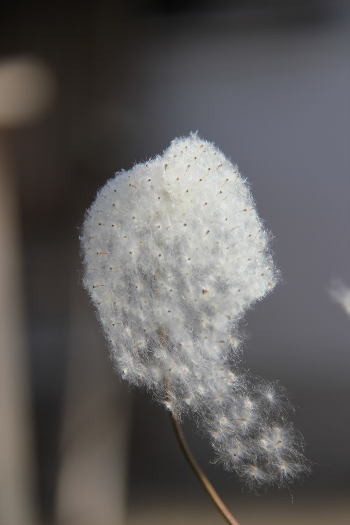 Herbstanemone im Winter