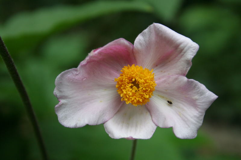 Herbstanemone / Japan-Anemone (Anemone hupehensis)