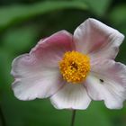 Herbstanemone / Japan-Anemone (Anemone hupehensis)