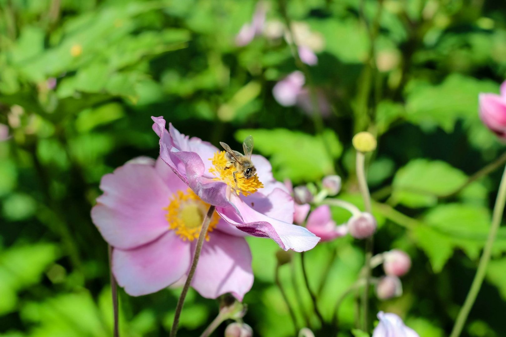 Herbstanemone mit Bienenflug 