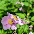 Herbstanemone mit Bienenflug 