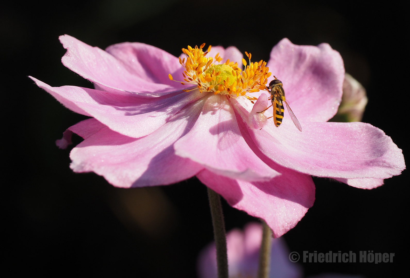 Herbstanemone mit Schwebfliege