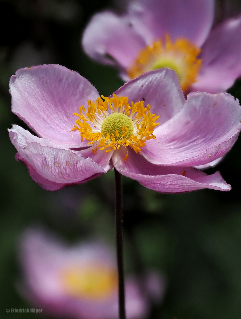 Herbstanemonen-Blüte