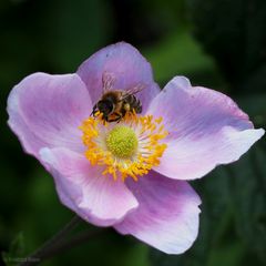 Herbstanemonen-Blüte mit Besuch (2)