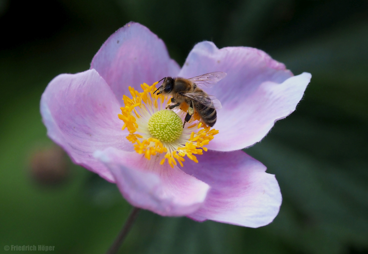 Herbstanemonen-Blüte mit Besuch