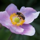 Herbstanemonen-Blüte mit Besuch