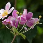 Herbstanemonen - Blüten  .....