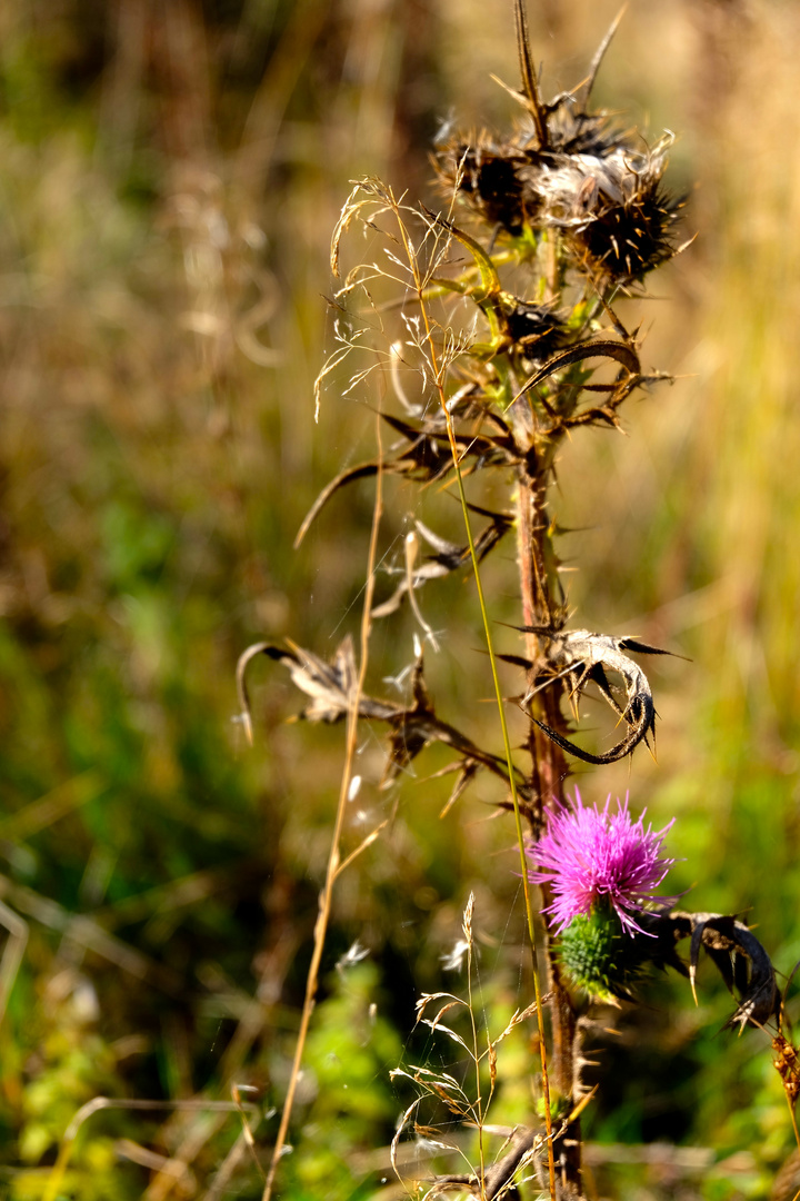 Herbstanfang