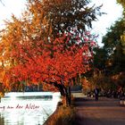 Herbstanfang an der Alster