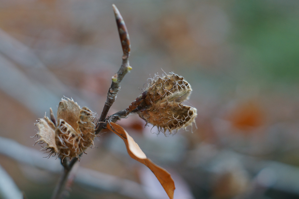 Herbstanfang