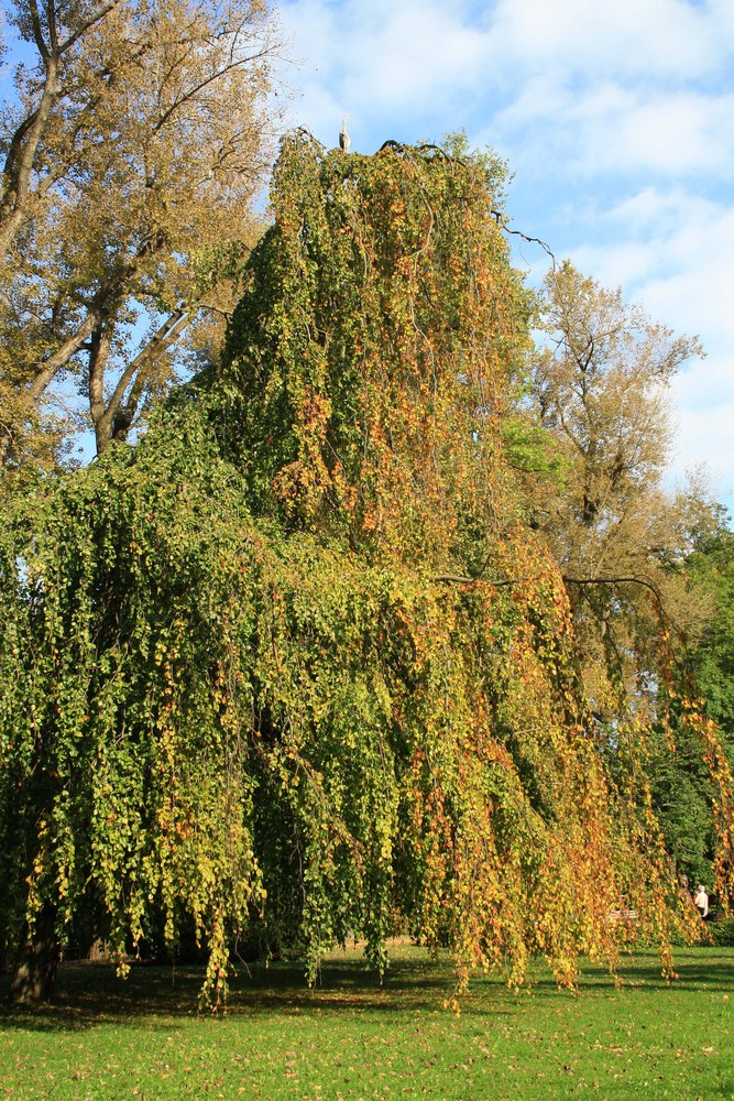 Herbstanfang im Kurpark Heilbad Heiligenstadt