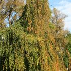 Herbstanfang im Kurpark Heilbad Heiligenstadt