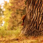 Herbstanfang im Park