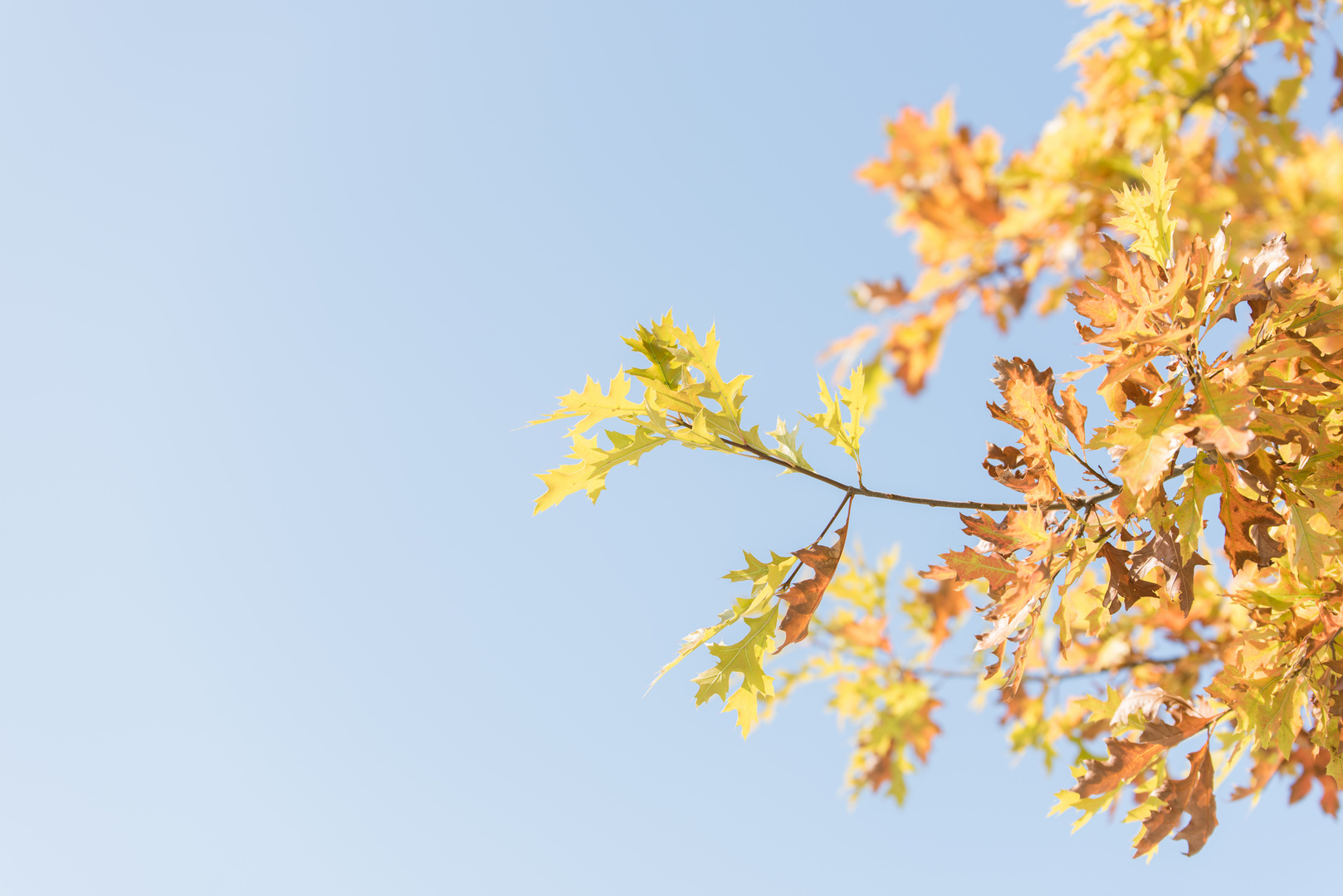 Herbstanfang im Sommer