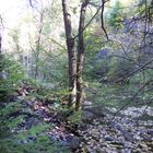 Herbstanfang in den hessischen Mittelgebirgen 3