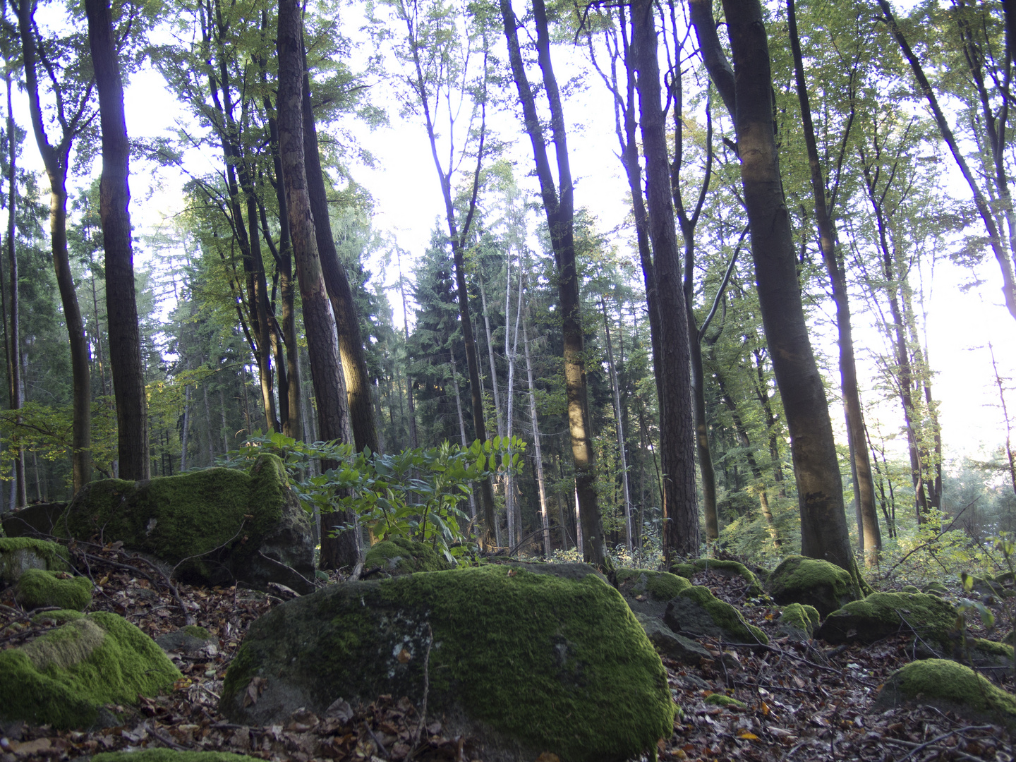 Herbstanfang in den hessischen Mittelgebirgen 4