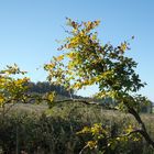 Herbstanfang in den hessischen Mittelgebirgen