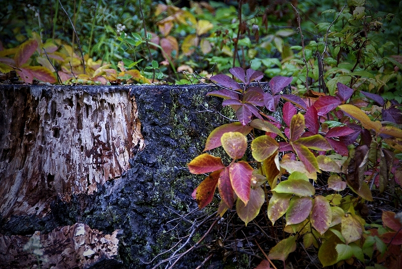 Herbstanfang in Kanada - Indian Summer im Kleinformat