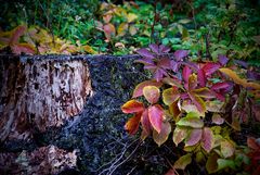 Herbstanfang in Kanada - Indian Summer im Kleinformat