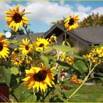 Herbstanfang mit Sonnenblumen