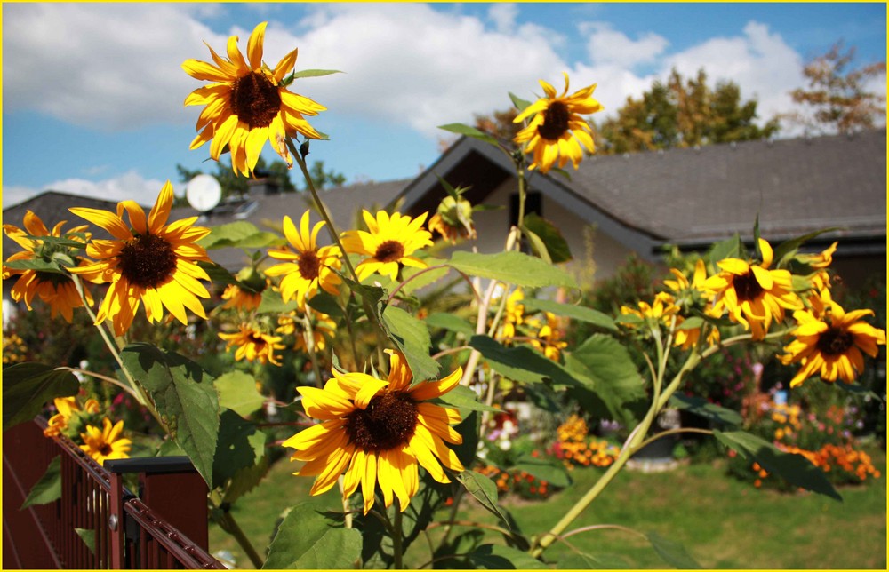 Herbstanfang mit Sonnenblumen