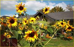 Herbstanfang mit Sonnenblumen