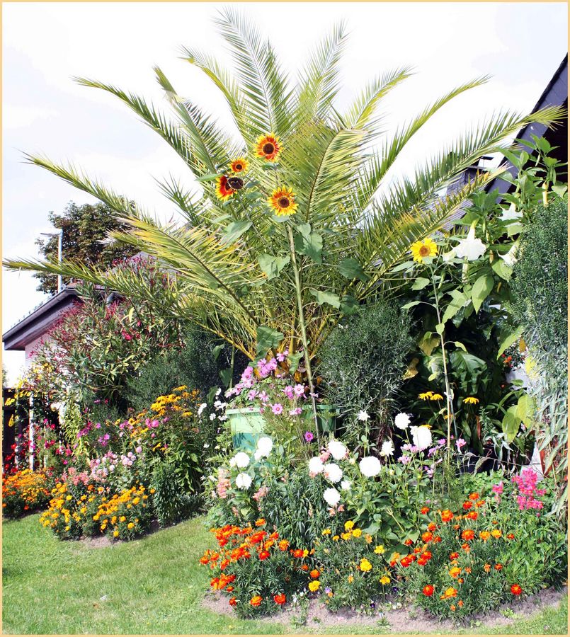 Herbstanfang mit Sonnenblumen in Palme