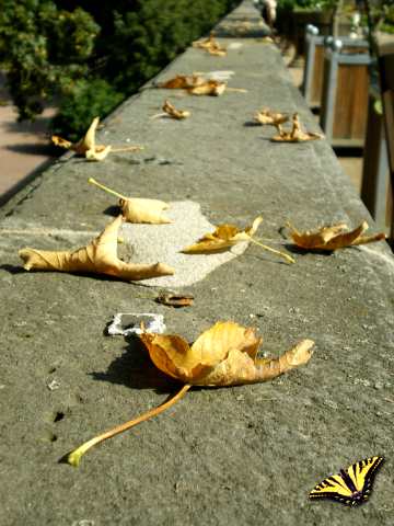 Herbstanfang und die ersten Blätter fallen