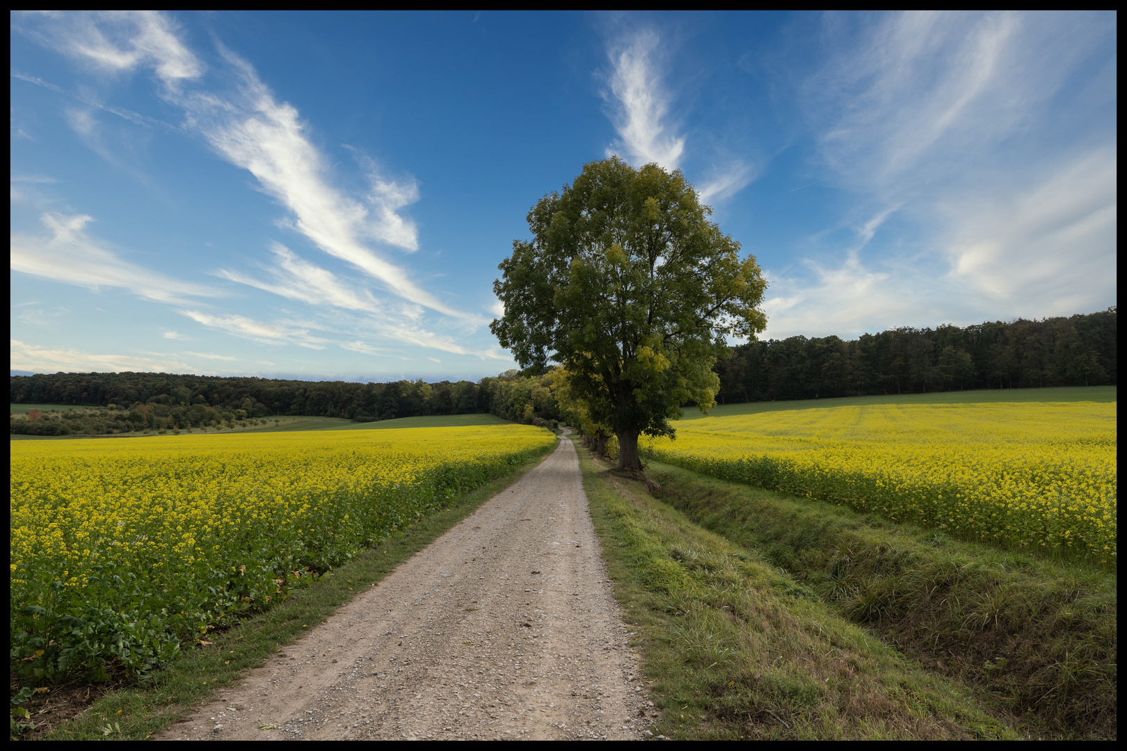 Herbstanfang und frische Rapsblüten