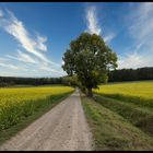 Herbstanfang und frische Rapsblüten