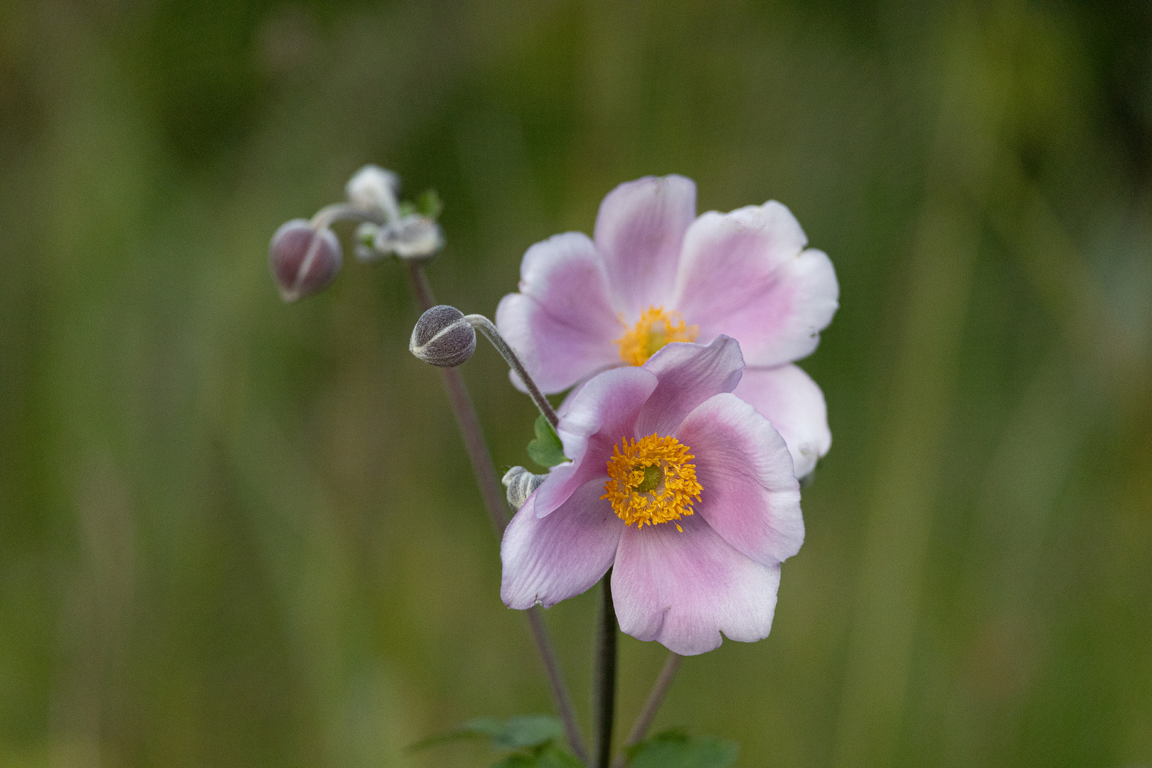 Herbstannemone