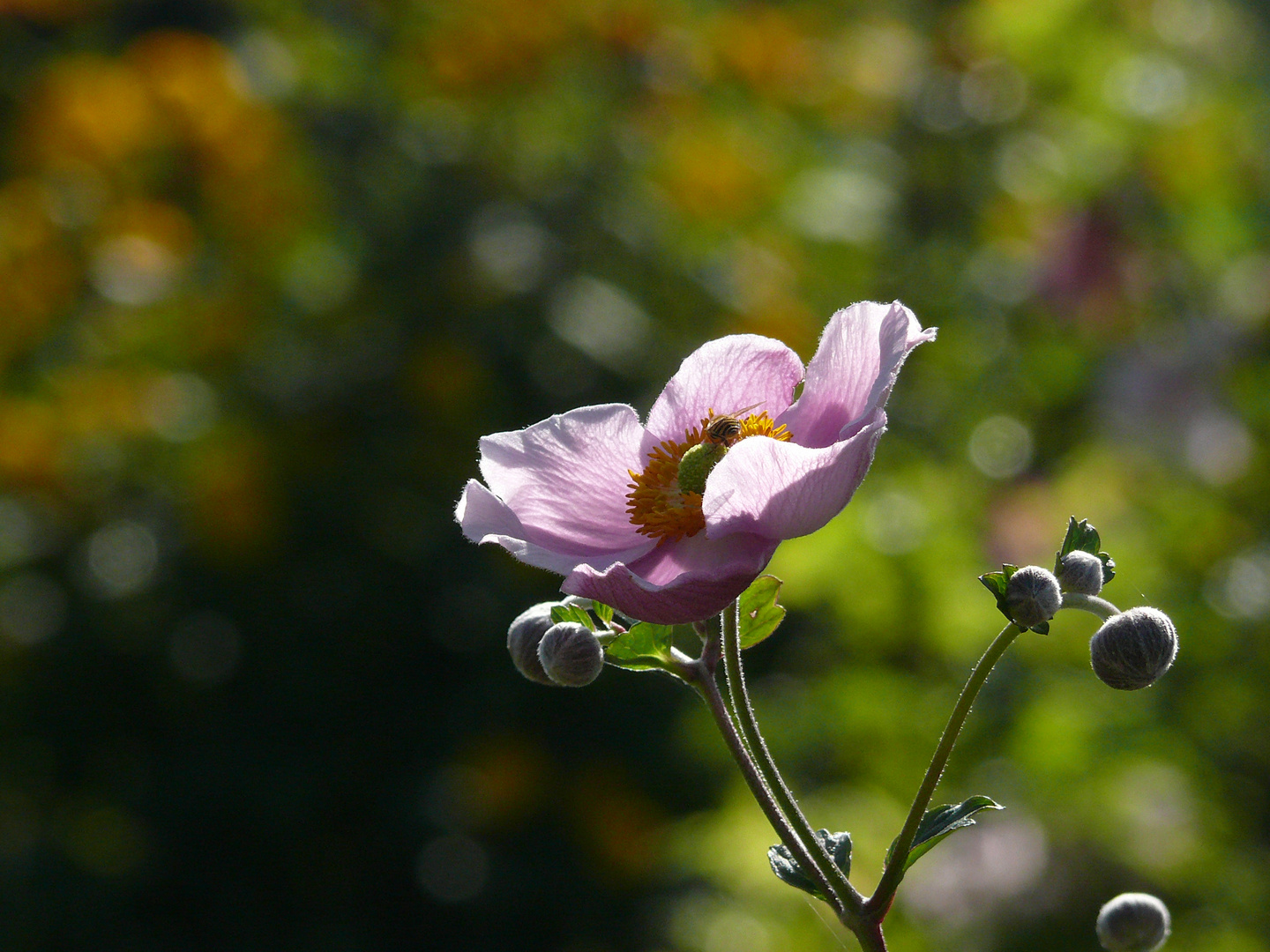 Herbstannemone