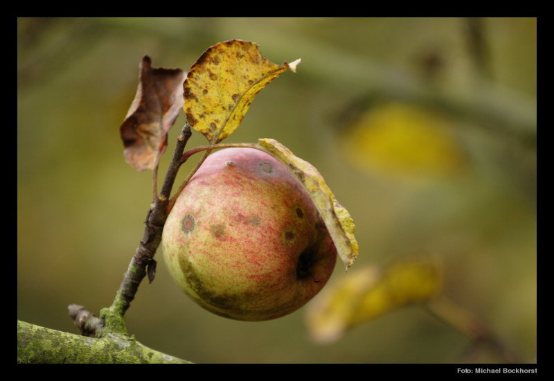 Herbstapfel