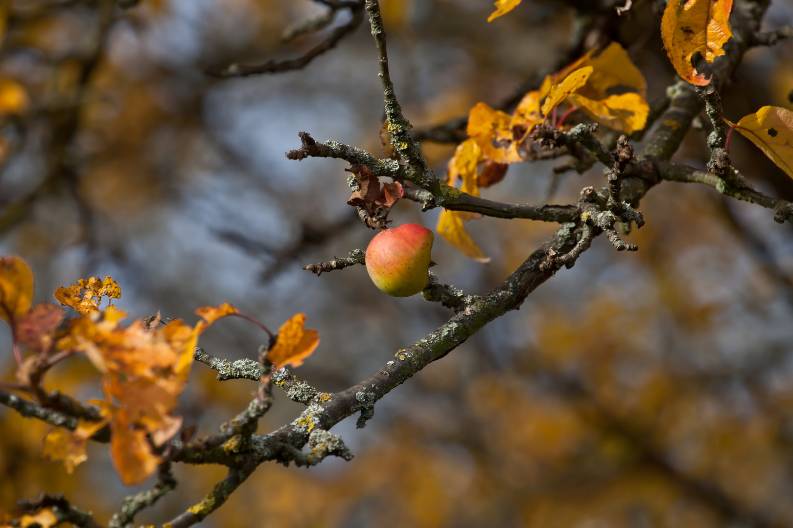 Herbstapfel