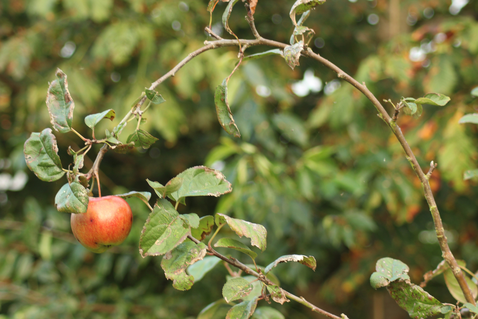 Herbstapfel