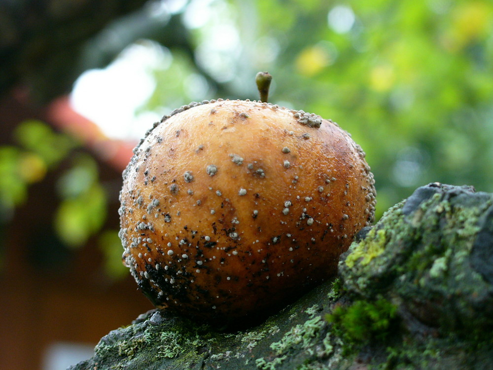 Herbstapfel