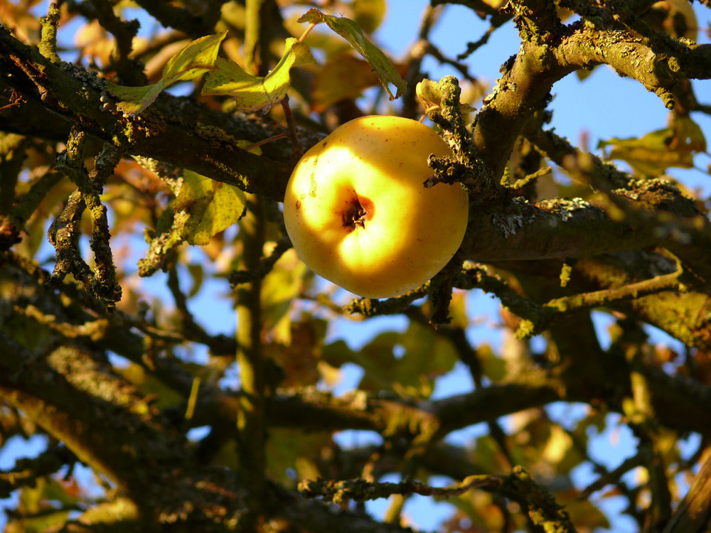 Herbstapfel